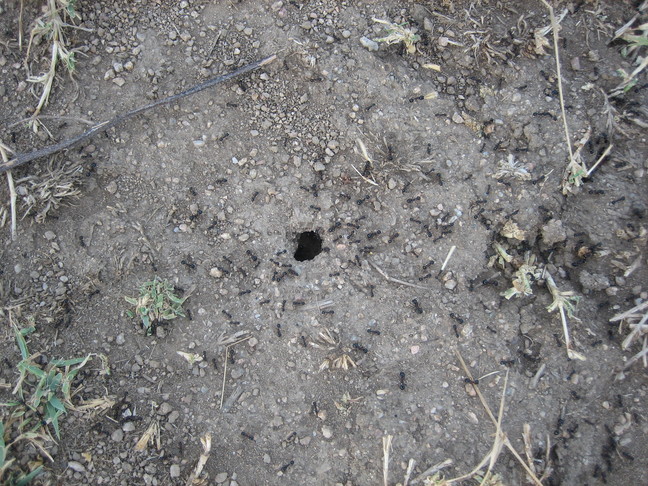 Des fourmis sur le site de Filitosa. Découverte de la Corse. Au sud d'Ajaccio.