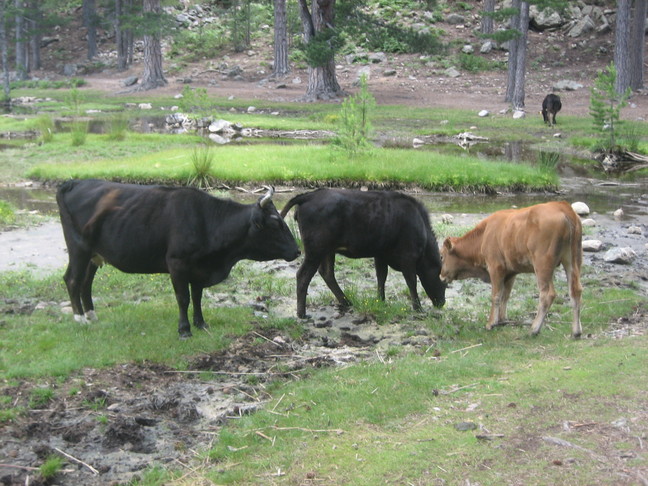 Troupeau de vaches au lac de Crenu. En Corse. Lac de Crenu.