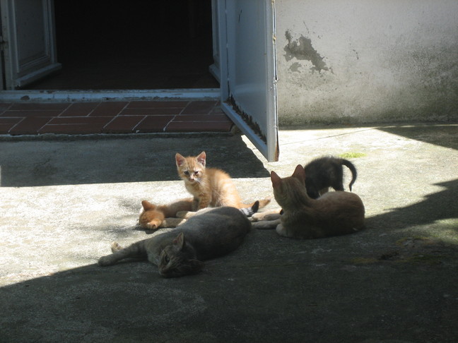 Les chats de la Calanchella. En Corse. Derniers jours à Cuttoli et Corticchiato.
