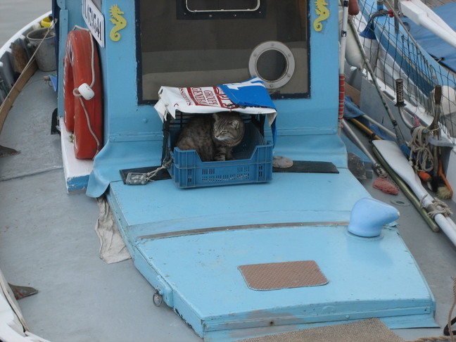 Un chat qui a sa maison sur un bateau ! Des animaux. Ile de Porquerolles.