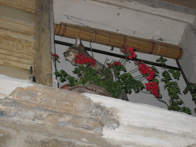 Un chat essaye de rejoindre le nid des pigeons... Des animaux. Moustiers-Sainte-Marie.