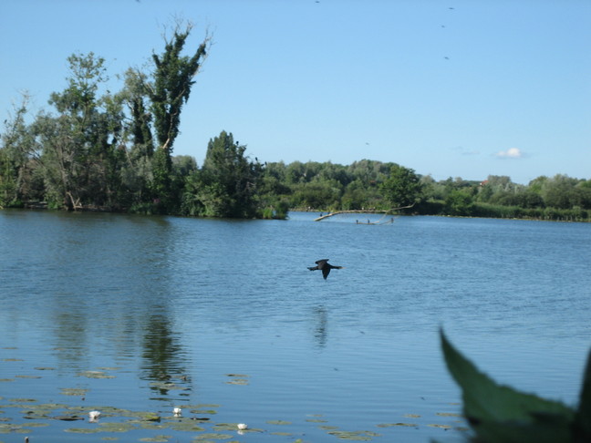 Visite en Audomarois. Romelaere, la réserve aux oiseaux.