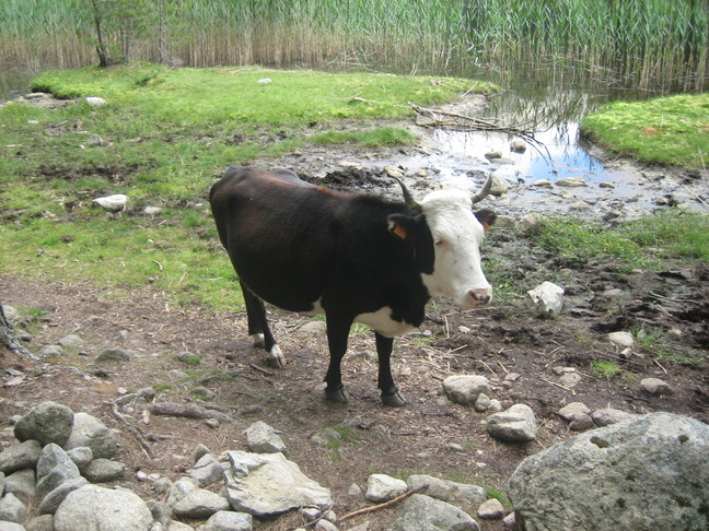 Sympathique vache au lac de Crenu. Des animaux. Lac de Crenu.