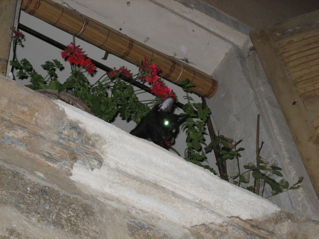 Un chat qui regarde dans les assiettes. Tout près du Verdon. Moustiers-Sainte-Marie.