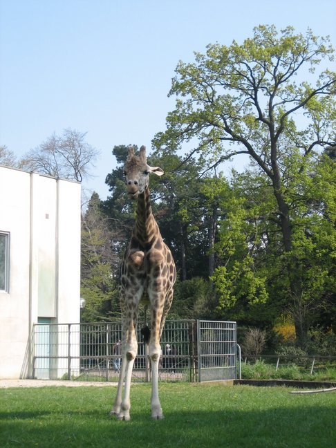 Girafe. Week-end à Lyon. Parc de la Tête d'Or.