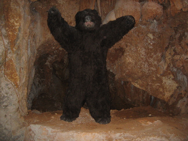 Un ours des cavernes !!! Des animaux. Grotte des demoiselles.