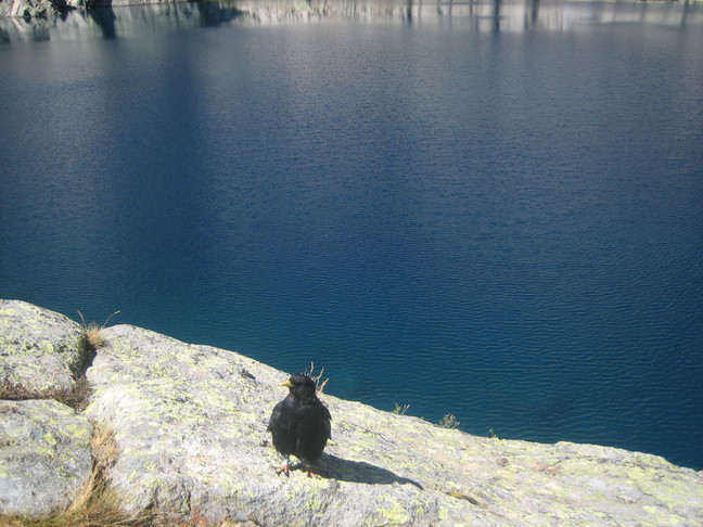 Un chocard à bec jaune au bord du lac de Capitello. Découverte de la Corse. La Restonica et Corte.