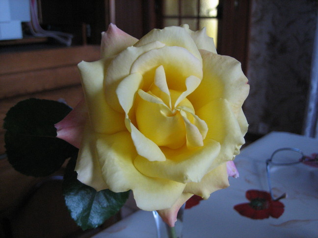 Rose du jardin. Anniversaire à Chevilly-Larue.