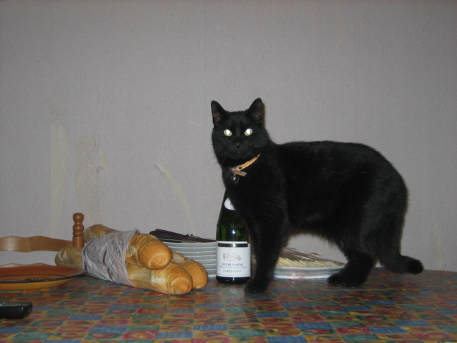 Le chat Apou. Fêtes de fin d'année 2007. Raclette roubaisienne.