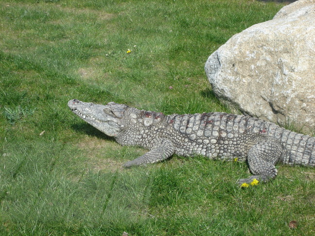 Crocodile. Week-end à Lyon. Parc de la Tête d'Or.