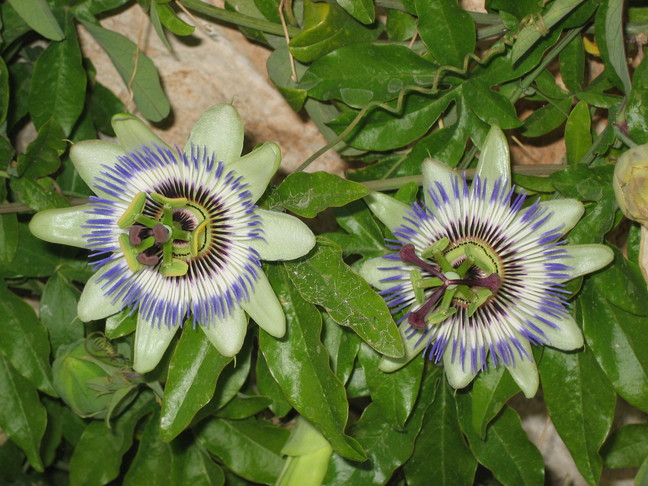 Deux passiflores bleues, fleurs de la passion... Des végétaux. Eygalières.