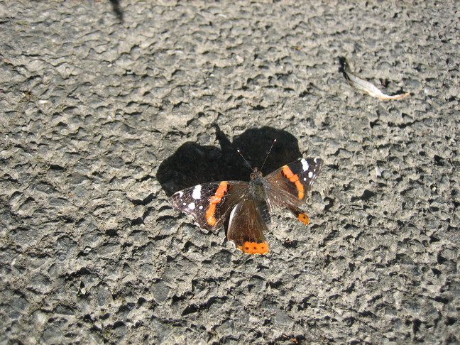 Un papillon. Visite en Audomarois. Romelaere, la réserve aux oiseaux.