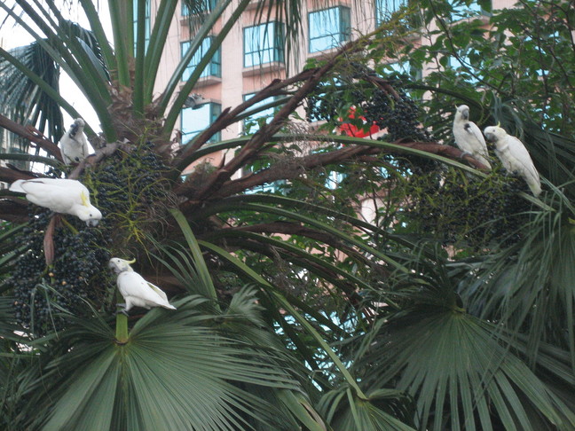 A l'approche des HK zoological and botanical gardens, des perroquets mangent de grappes... Voyage à Hong-Kong. Victoria Peak et banquet de la conférence.