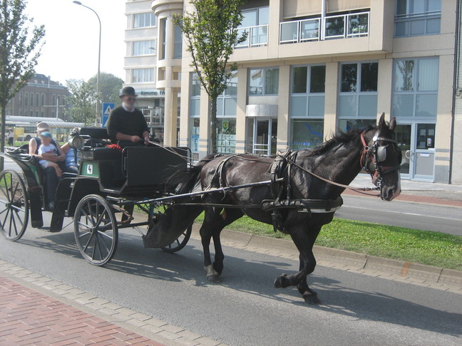 Calèche à Ostende, un cheval. Des animaux. Beau samedi à Ostende.