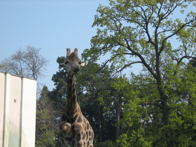 Girafe. Week-end à Lyon. Parc de la Tête d'Or.