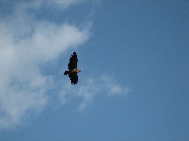 Quand on arrive tout en haut, on voit plusieurs vautours fauves qui volent très bas, c'est vraiment impressionnant ! Tout près du Verdon. Sur la route des crêtes.