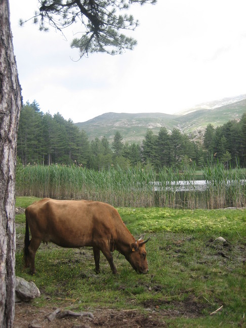 Une vache au lac de Crenu. Des animaux. Lac de Crenu.
