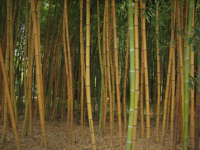 Des bambous. Des végétaux. La Bambouseraie.