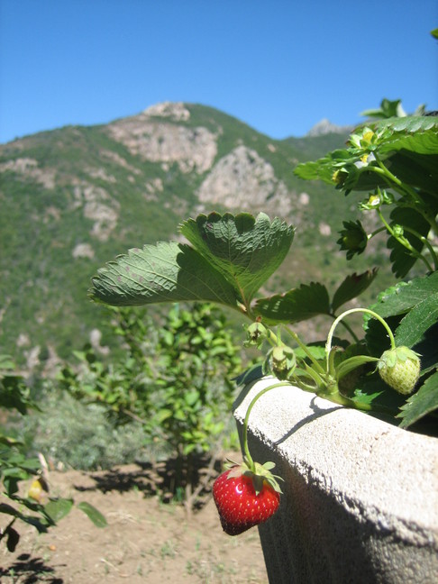 Une fraise et une colline. Des végétaux. Derniers jours à Cuttoli et Corticchiato.