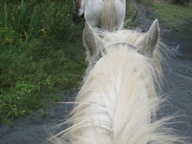 Mon cheval (le brave Pablo) sort de l'eau ! Hérault, Gard, Camargue et Aix en Provence. Du cheval en Camargue.
