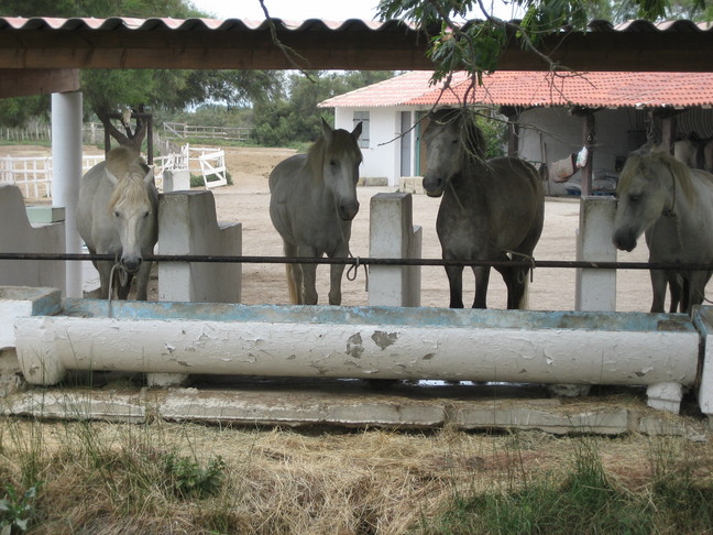 Des animaux. Du cheval en Camargue.