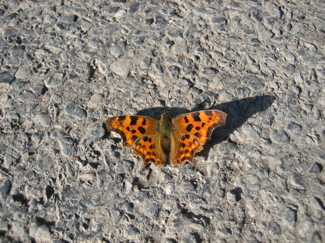 Un papillon. Visite en Audomarois. Romelaere, la réserve aux oiseaux.