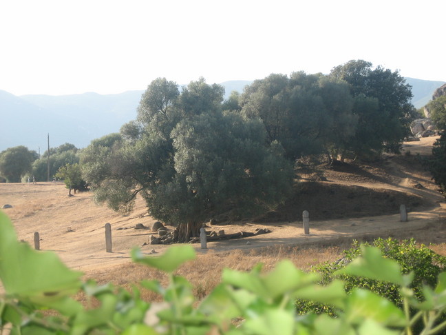 Un olivier millénaire est encerclé par les statues-menhirs de Filitosa. Découverte de la Corse. Au sud d'Ajaccio.