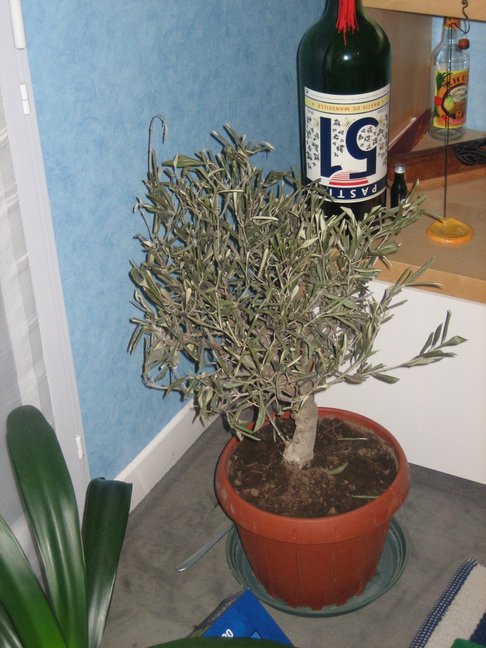 Clélio, l'olivier aixois. Dernières heures de 2006. L'après Noël à Lille.