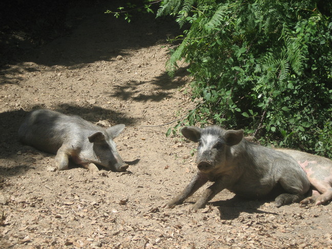 Des cochons sur la route de Guagno. Des animaux. Lac de Crenu.