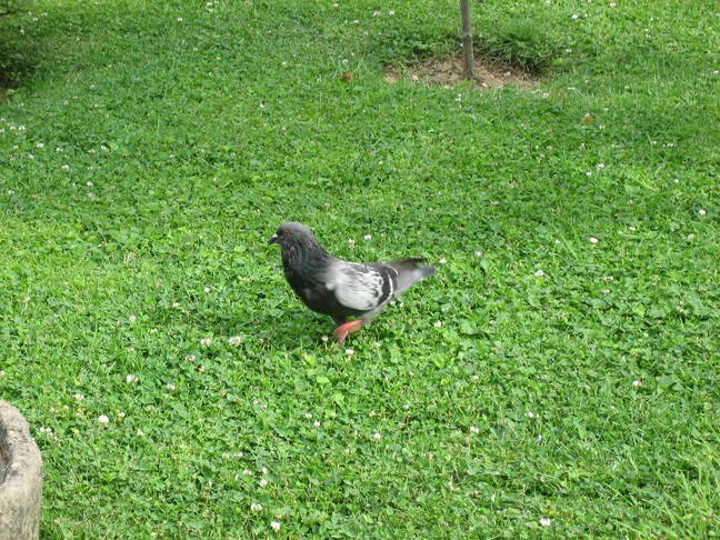 Pigeon. Week-end royal. Les oiseaux de Chevilly-Larue.