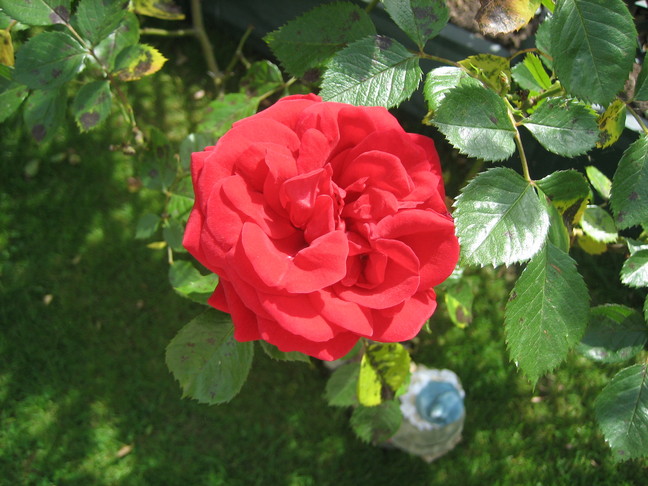 Une rose à Chevilly. Week-end chevillais.