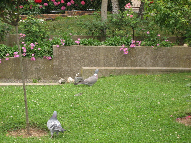 Pigeon de ville et pigeon ramier. Des animaux. Les oiseaux de Chevilly-Larue.