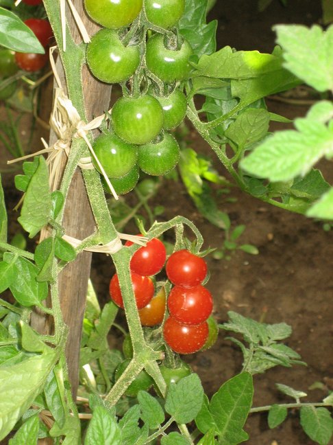 Des tomates cerises. Des végétaux. Jardin chevillais.