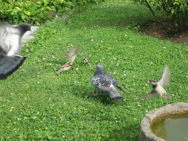 Pigeons et moineaux. Des animaux. Les oiseaux de Chevilly-Larue.