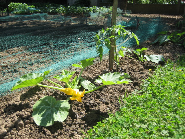 Fleur de courgette et pied de tomate. Des végétaux. Week-end chevillais.