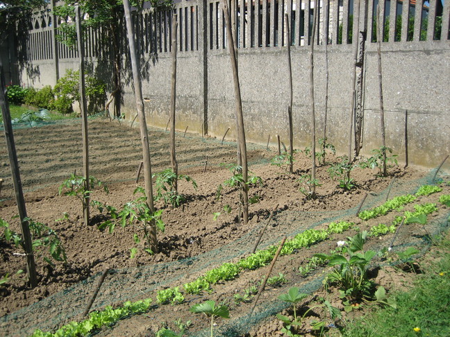 Fraisiers, betteraves, salades, pieds de tomates et sillons plantés de haricots dans le fond. Des végétaux. Week-end chevillais.