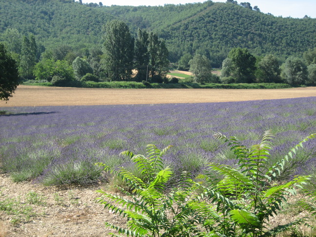 Tout près du Verdon. Allemagne sur Provence.