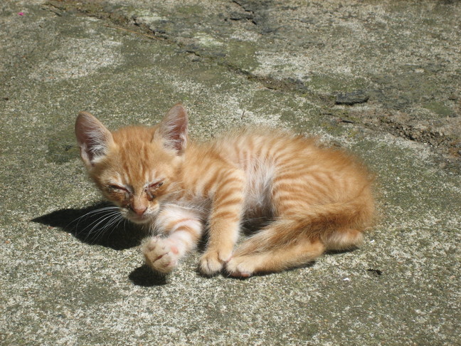 Un bébé chat de la Calanchella. En Corse. Derniers jours à Cuttoli et Corticchiato.