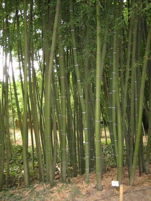 Des bambous. Des végétaux. La Bambouseraie.