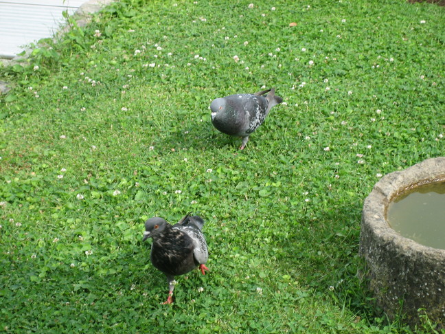 Pigeons. Week-end royal. Les oiseaux de Chevilly-Larue.