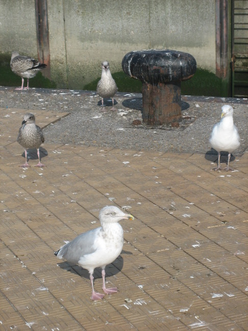 Des goélands argentés à Ostende, près des stands de poissons. Des animaux. Beau samedi à Ostende.