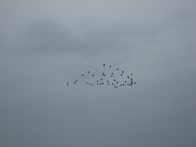 Un vol de flamands roses ... Des animaux. Traversée de la Camargue sous la pluie.
