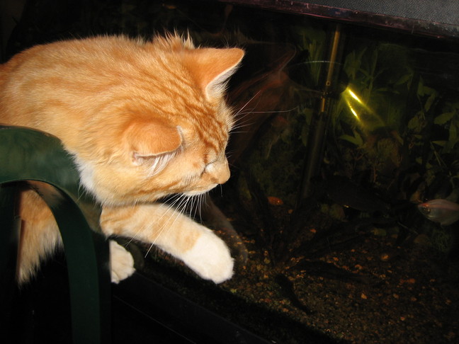 Coup de patte du chat aux poissons... à travers la vitre ! Escales périgourdines. De Bergerac au gîte, le long de la Dordogne.