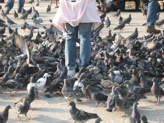 Pigeons et touristes sur la piazza San Marco... qui est qui ? Voyage à Venise. Premiers pas dans la ville.