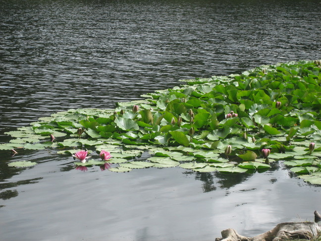 Des végétaux. Lac de Crenu.