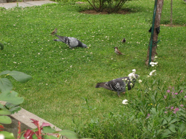 Pigeons et moineaux. Week-end royal. Les oiseaux de Chevilly-Larue.