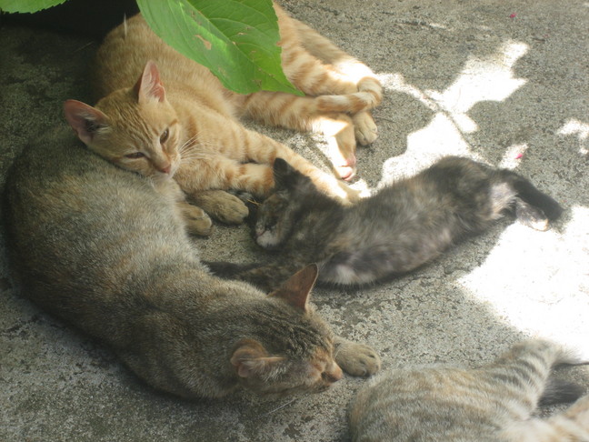 Les chats de la Calanchella. Des animaux. Derniers jours à Cuttoli et Corticchiato.