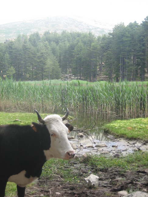Sympathique vache au lac de Crenu. En Corse. Lac de Crenu.