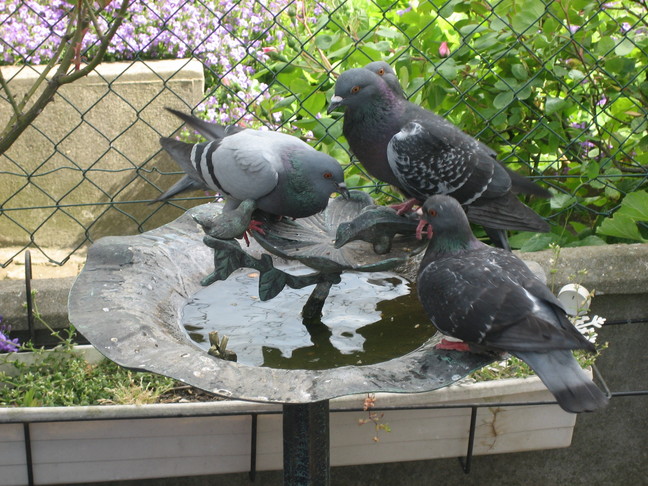Les pigeons ont faim ! Week-end chevillais.