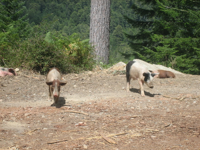 Des cochons au bord de la route. Découverte de la Corse. Porto - Corte par le Niolu.